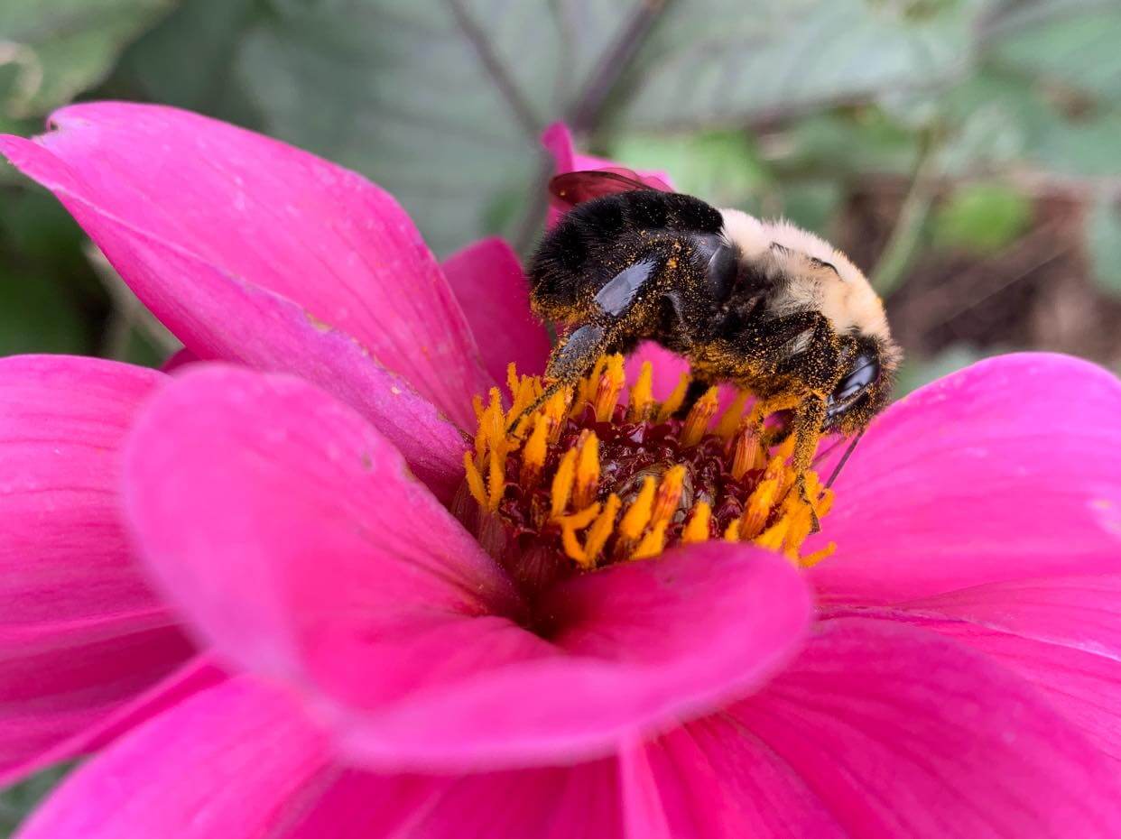 Bee Pollinating A Flower